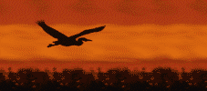 el canto de las aves