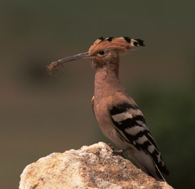 Abubilla