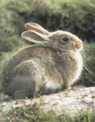 Conejo