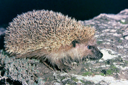 Erizo