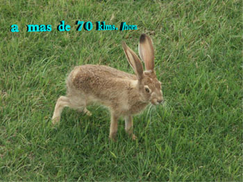 Liebre