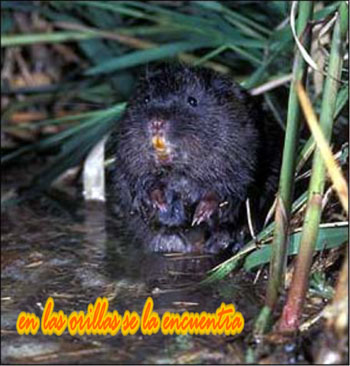 Rata de agua