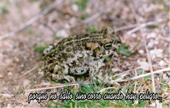 Sapo corredor