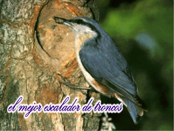 Trepador azul
