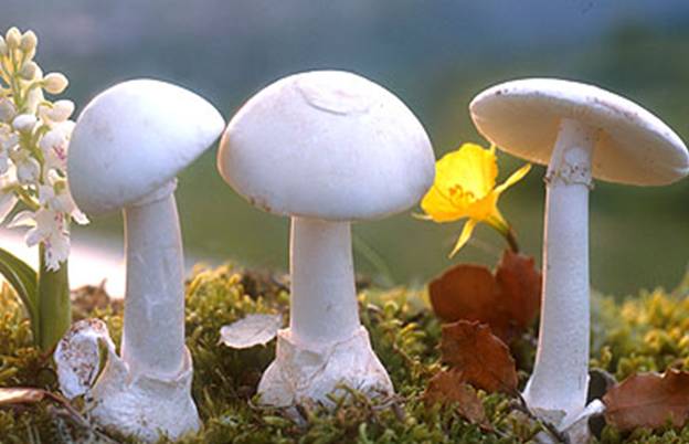 Amanita verna