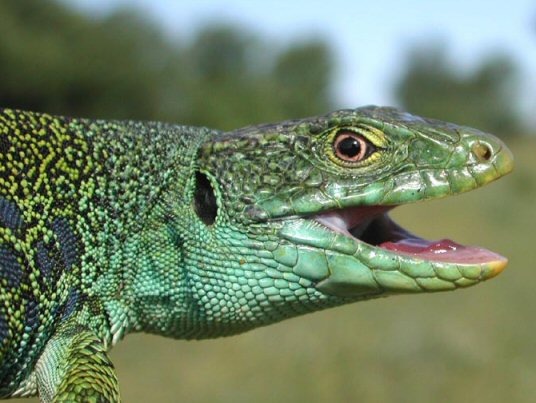 Lagarto ocelado