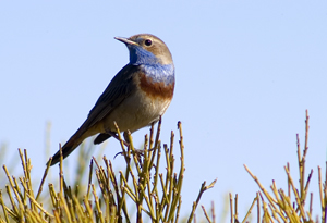 Pechiazul