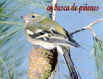 Pinzn comn