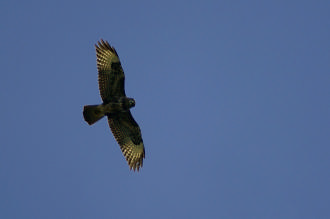En pleno vuelo