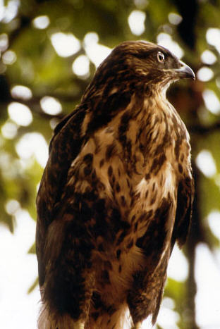 Ratonero