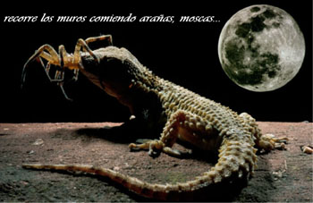 Salamanquesa